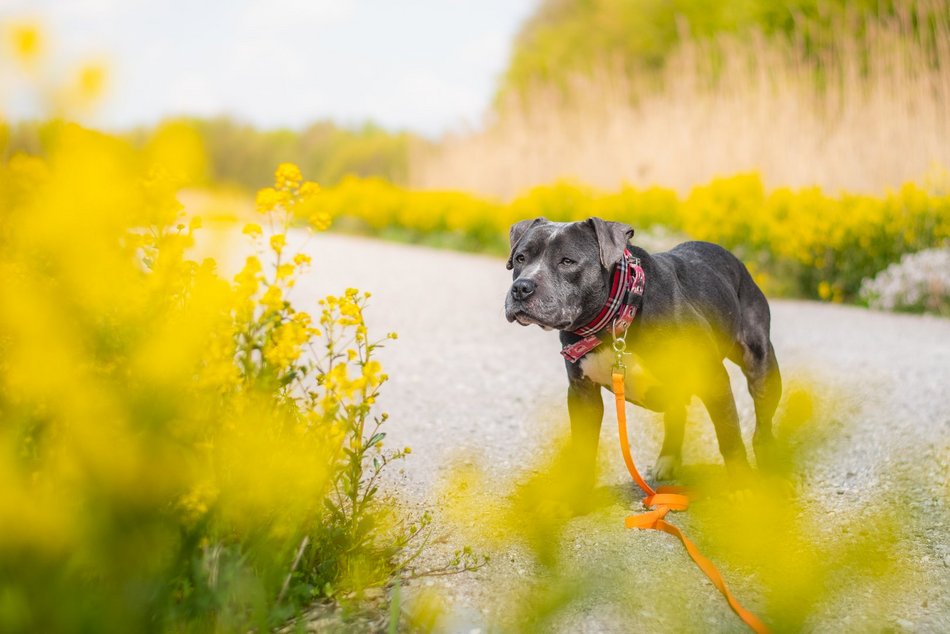 Łódź. Stowarzyszenie „Amstaffy Niczyje” z Łodzi zwalcza stereotypy. Siła i łagodność mogą iść w parze!