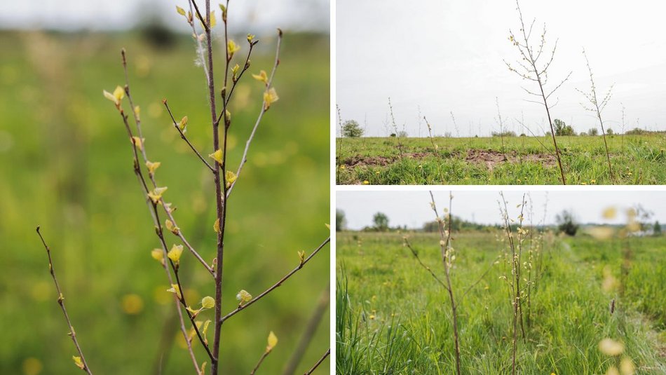 Łódź. Z 15 tysięcy małych sadzonek powstanie prawdziwy gaj!