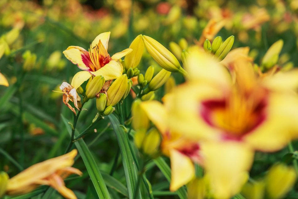 Łódź. Liliowce zachwycają w Ogrodzie Botanicznym w Łodzi. Widok zapierający dech!