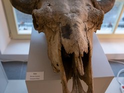 Łódź. Odkryj Muzeum Przyrodnicze w Łodzi. To niezwykły świat zwierząt, dinozaurów, tajemnic natury i przygód!