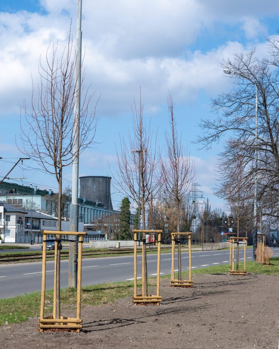 Łódź. Łódź zazieleni się na wiosnę! Zasadzono więcej drzew przy Różyckiego