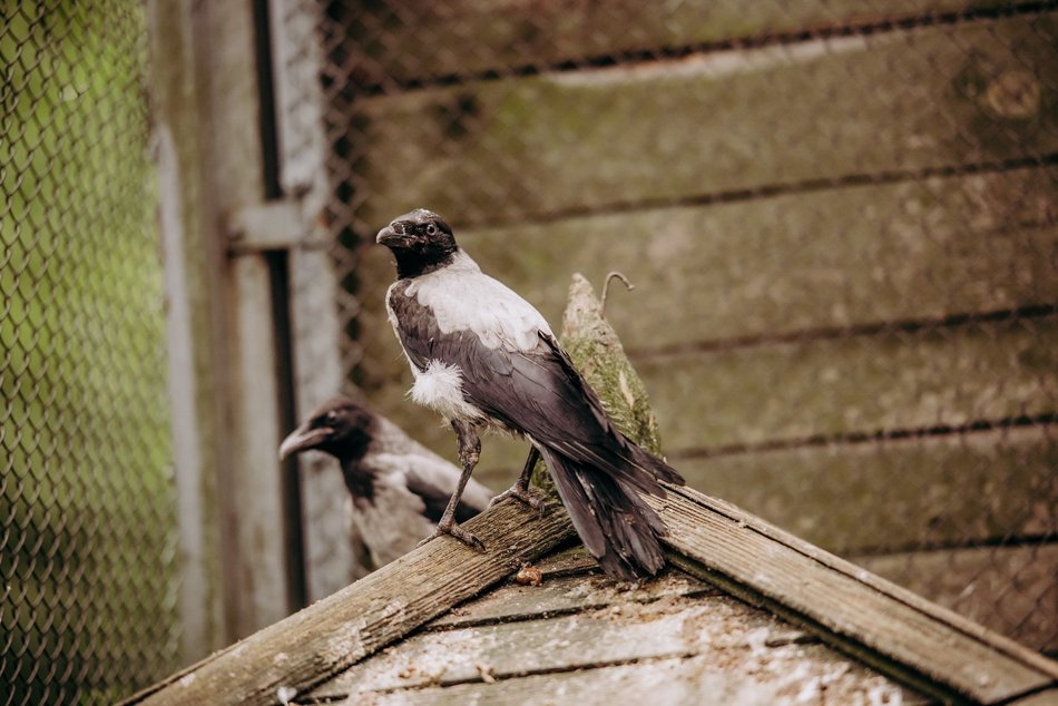 Łódź. Ośrodek Rehabilitacji Dzikich Zwierząt działa pełną parą. Ponad 1000 zwierząt w 2025 roku