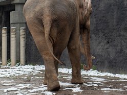 Orientarium Zoo Łódź gotowe na zimę. Zwierzętom nie będą straszne mrozy