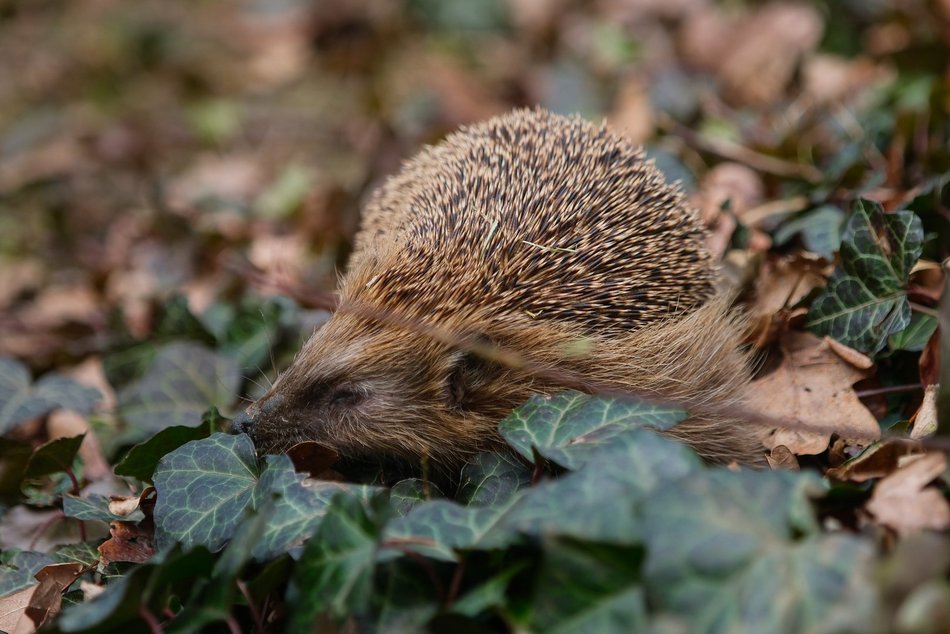 Łódź. Wiosenne przebudzenie jeży w Łodzi. Jak pomóc zwierzętom wracającym do życia po zimie?