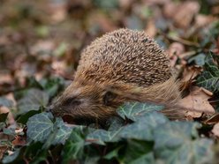 Łódź. Wiosenne przebudzenie jeży w Łodzi. Jak pomóc zwierzętom wracającym do życia po zimie?