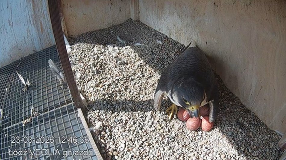 Hej, sokoły!! Para ptaków wędrownych złożyła jaja na kominie EC3! Zajrzyj im do gniazda!