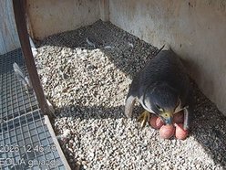 Hej, sokoły!! Para ptaków wędrownych złożyła jaja na kominie EC3! Zajrzyj im do gniazda!