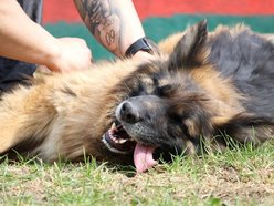 Łódź. Urocza Suzana ze schroniska w Łodzi pragnie miłości. Otwórz swoje serce i adoptuj!