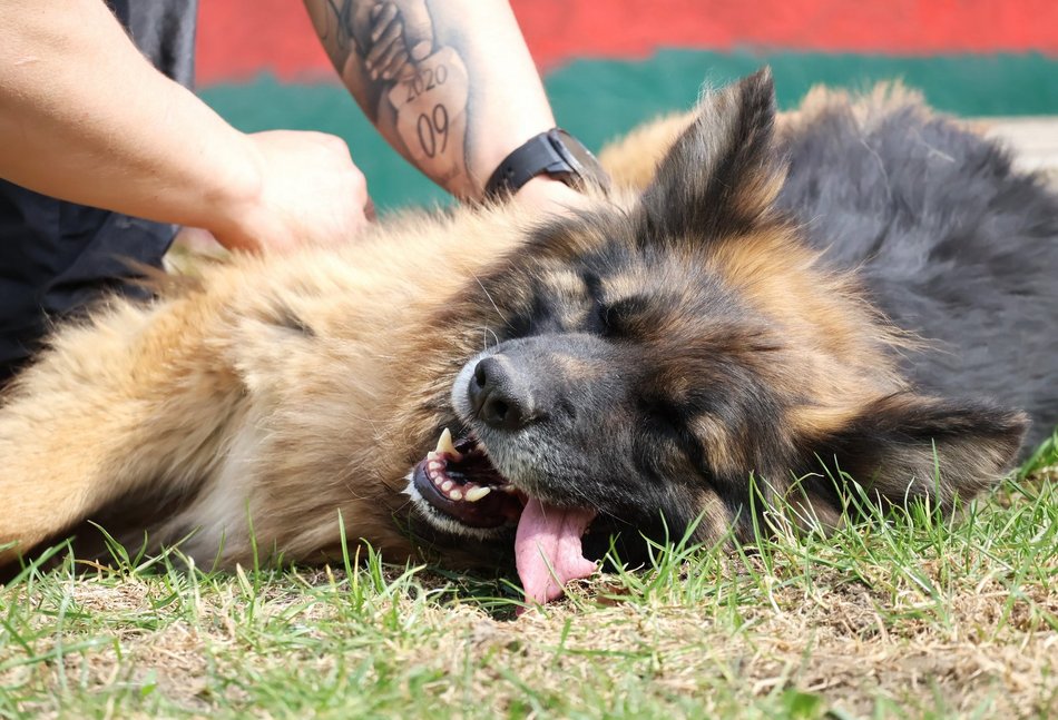 Łódź. Urocza Suzana ze schroniska w Łodzi pragnie miłości. Otwórz swoje serce i adoptuj!