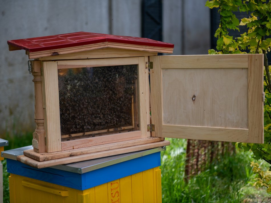 Łódź. Bez nich nie ma życia. Łódź dba o pszczoły nie tylko w Światowy Dzień Pszczół