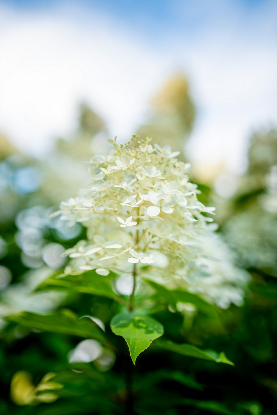 Łódź. Hortensje opanowały Ogród Botaniczny w Łodzi! To prawdziwa feeria barw