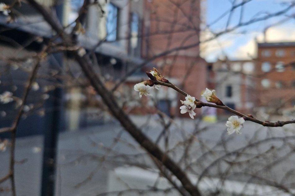 Łódź. Na osiedlu Fuzja kwitną już drzewa