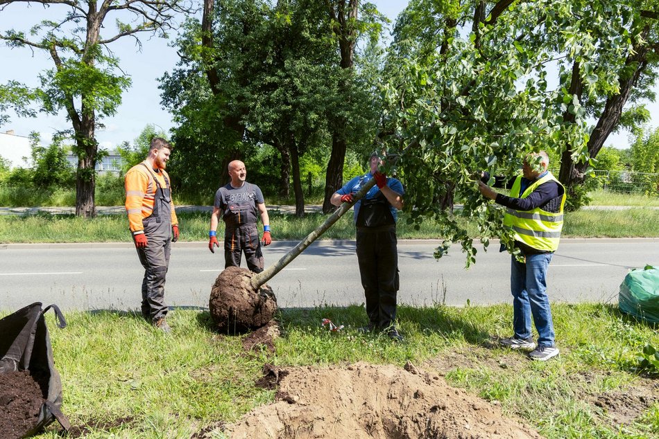 Łódź. Inflancka w Łodzi jeszcze bardziej zielona. Przybędzie aż 56 drzew!
