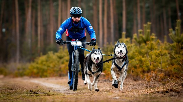 Bieganie ma we krwi, a husky w sercu. Poznaj historię Bartłomieja Sobeckiego z Łodzi