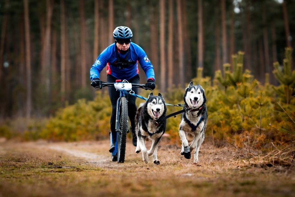 Łódź. Bieganie ma we krwi, a husky w sercu. Poznaj historię Bartłomieja Sobeckiego z Łodzi