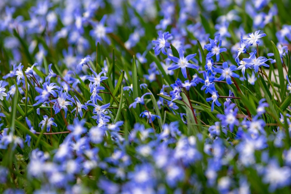 Wiosenny Ogród Botaniczny w Łodzi. Spacer wśród budzącej się do życia przyrody