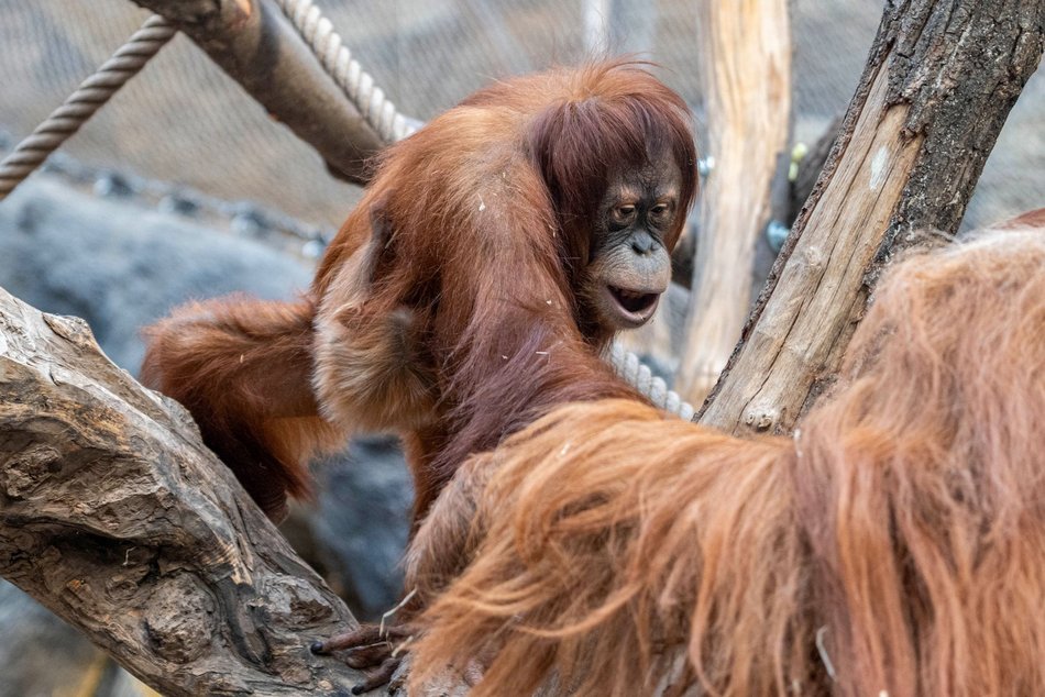 Łódź. Orangutan sumatrzański urodził się w Orientarium Zoo Łódź. To sukces na skalę światową!