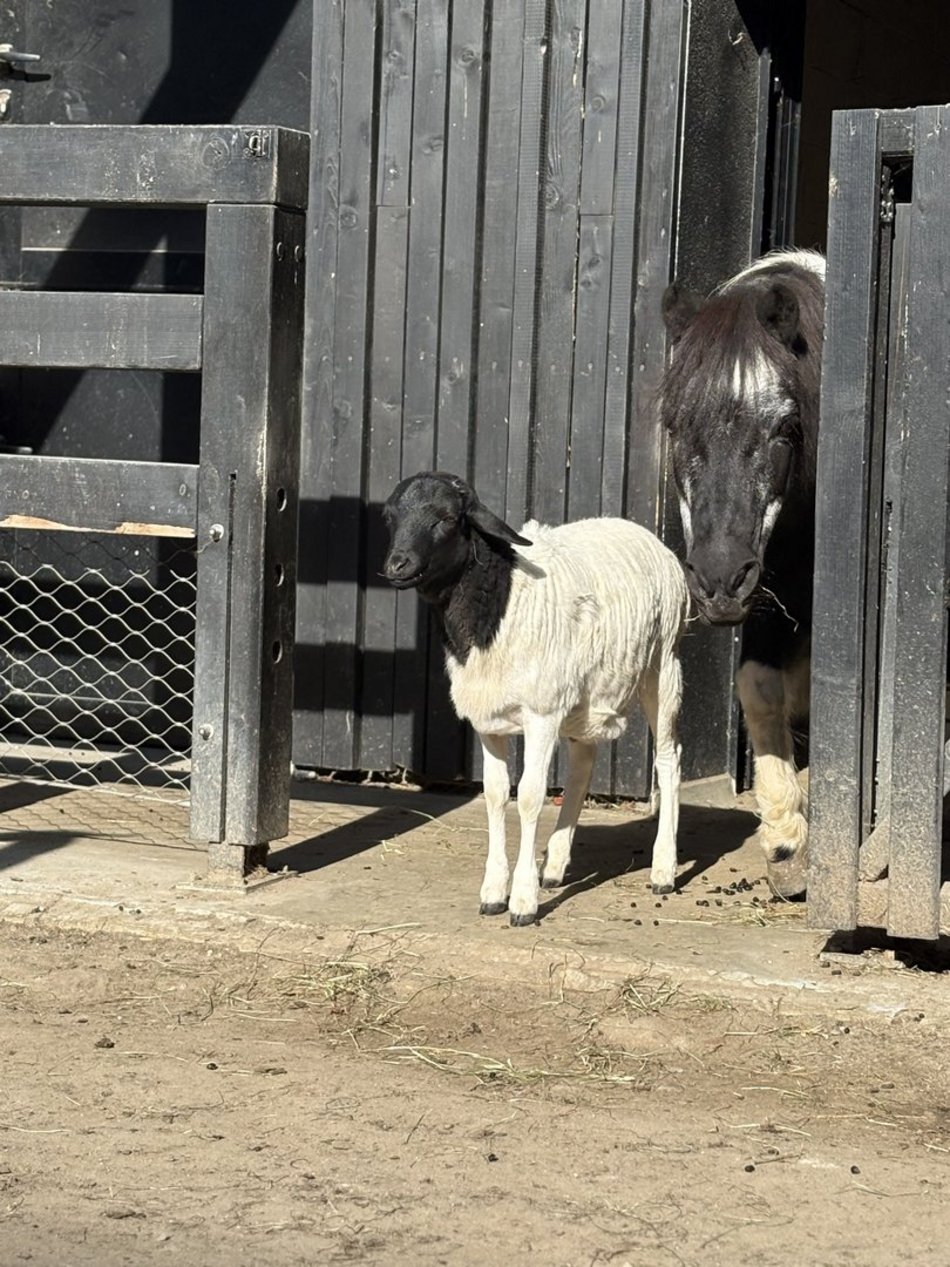 Łódź. Owca somalijska