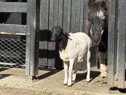Łódź. Owca somalijska