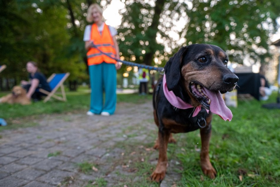 Łódź. Ostatni Psia Polówka w Łodzi za nami. Nic słodszego dziś nie zobaczysz!