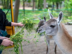Przeżyj to z bliska! Orientarium Zoo Łódź zaprasza za kulisy