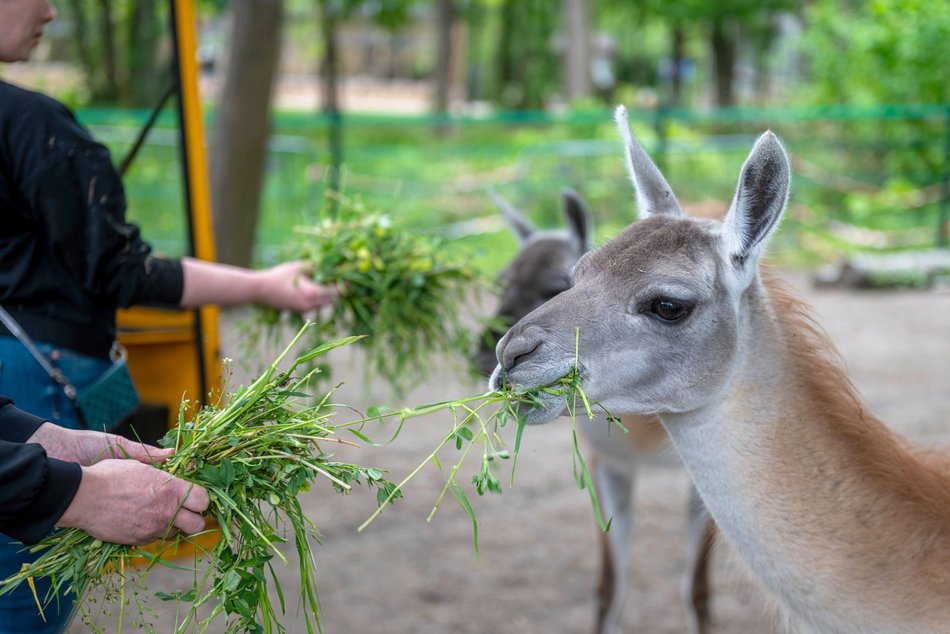 Przeżyj to z bliska! Orientarium Zoo Łódź zaprasza za kulisy