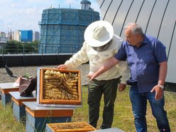 warsztaty z pszczelarstwa