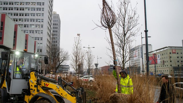 Różowa aleja w centrum Łodzi? Przy Piłsudskiego trwają nasadzenia wiśni japońskich [ZDJĘCIA]