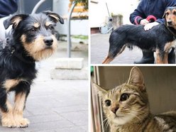 Zwierzęta ze schroniska w Łodzi do adopcji