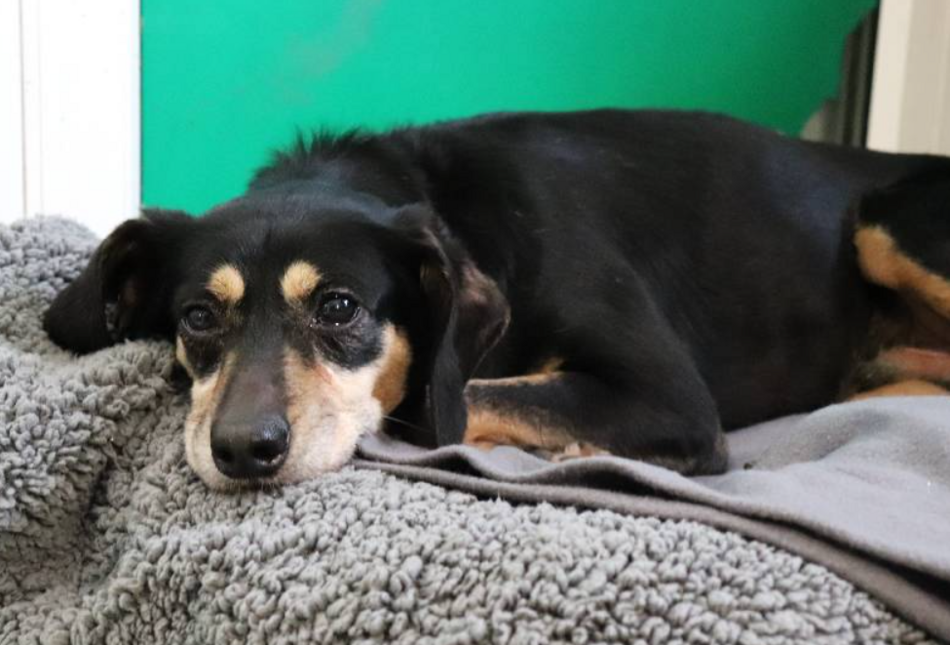 Łódź. Pies Cudak ze schroniska w Łodzi