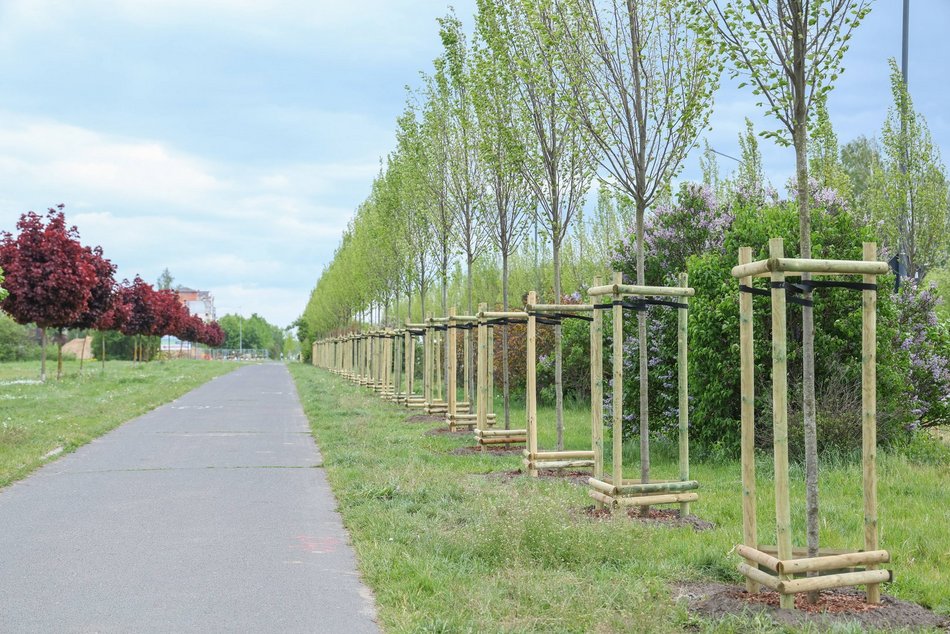 Łódź. Aż 100 nowych drzew na Olechowie w Łodzi! To Łodzianie wybrali lokalizację w plebiscycie
