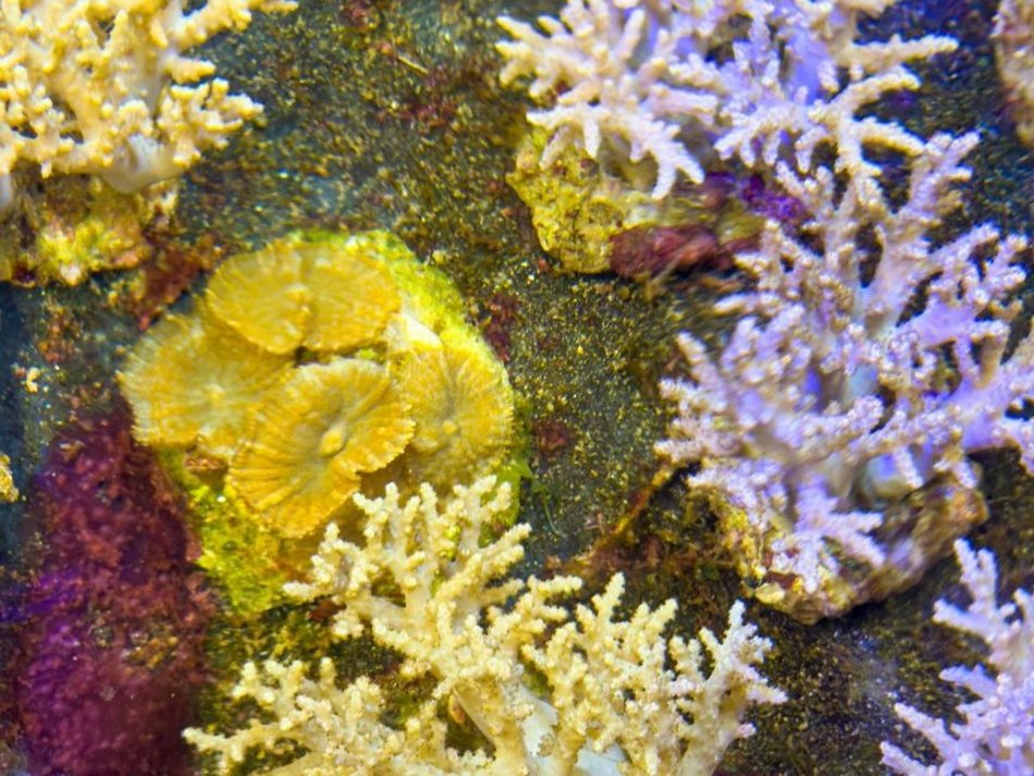 Łódź. Największy przemyt w historii udaremniony! Niemal 1000 koralowców uratowanych przez Orientarium