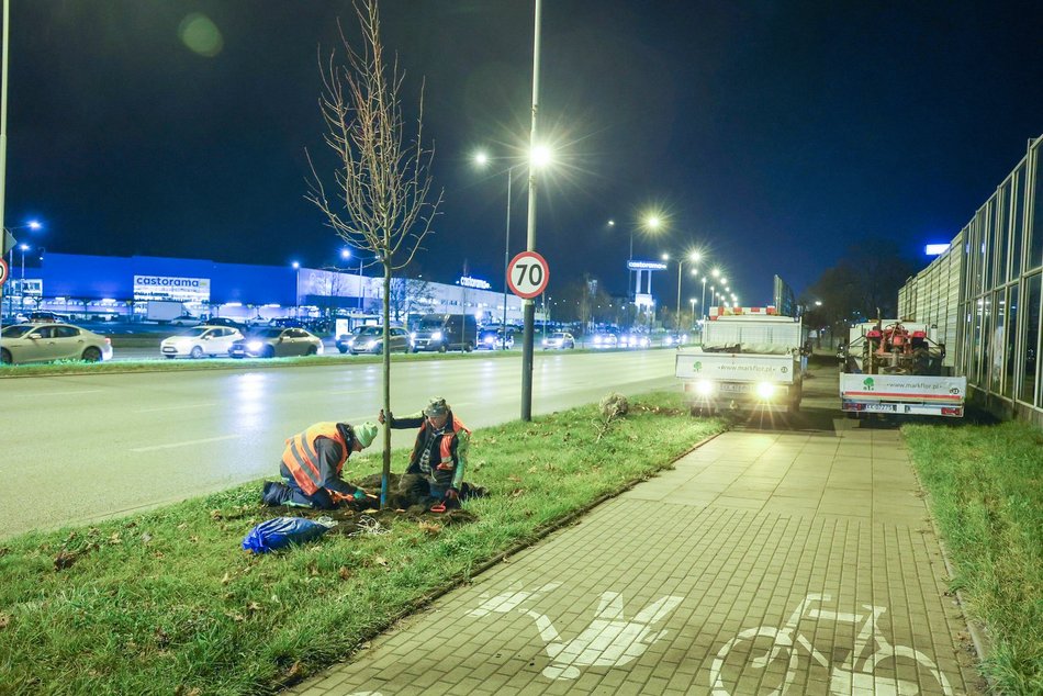 Łódź. Nowe drzewa przy Jana Pawła II