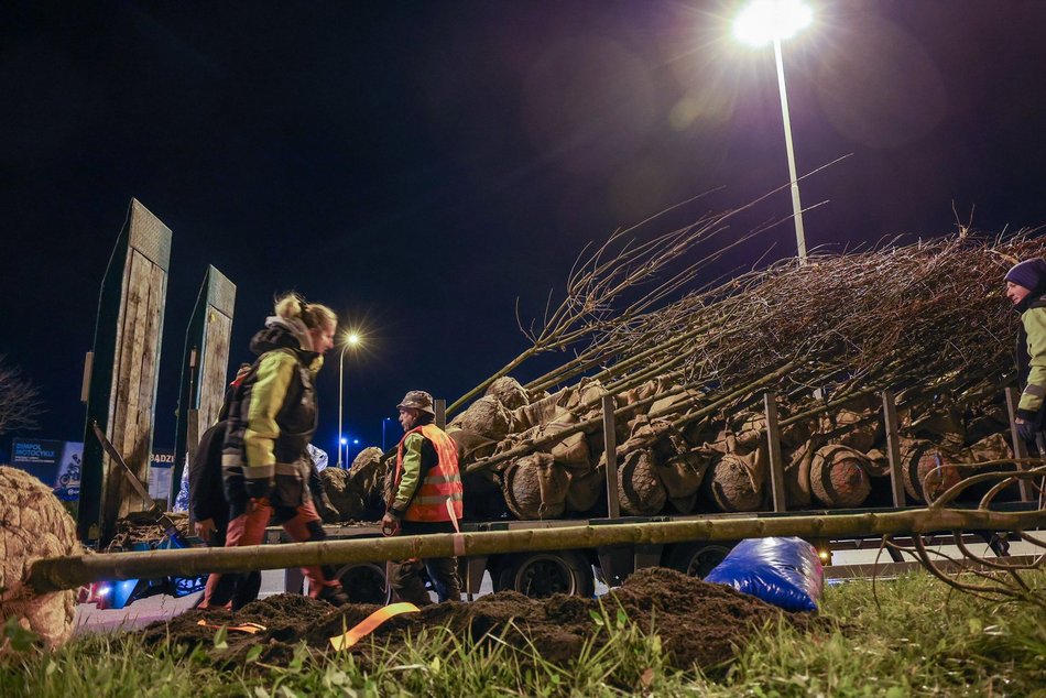 Łódź. Nowe drzewa przy Jana Pawła II