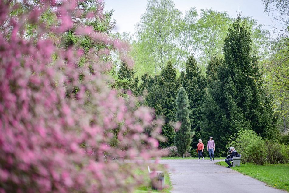 Morze tulipanów w Ogrodzie Botanicznym w Łodzi. Nie możesz tego przegapić