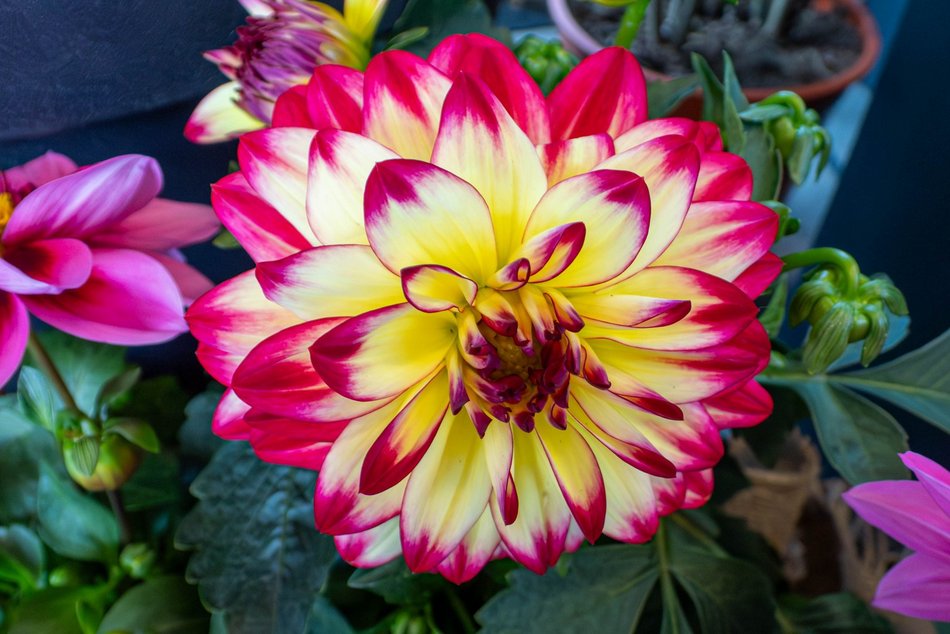 Łódź. Nowa motylarnia w Orientarium Zoo Łódź już otwarta! Największe takie miejsce w Polsce