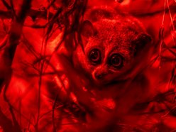 Łódź. Nowi mieszkańcy w Orientarium Zoo Łódź! Mała antylopa, cichy łowca, gość z Filipin i nocny akrobata