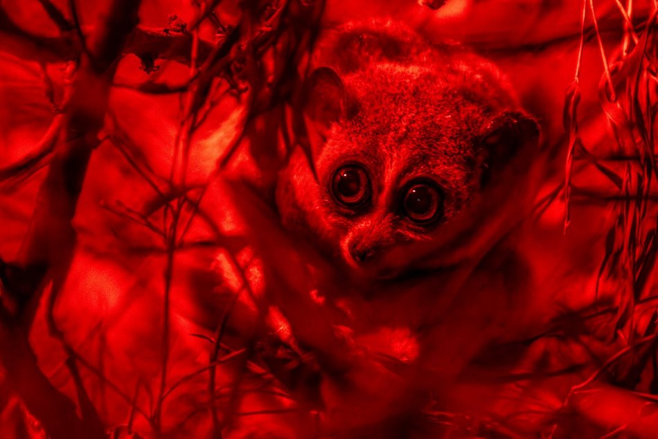 Łódź. Nowi mieszkańcy w Orientarium Zoo Łódź! Mała antylopa, cichy łowca, gość z Filipin i nocny akrobata