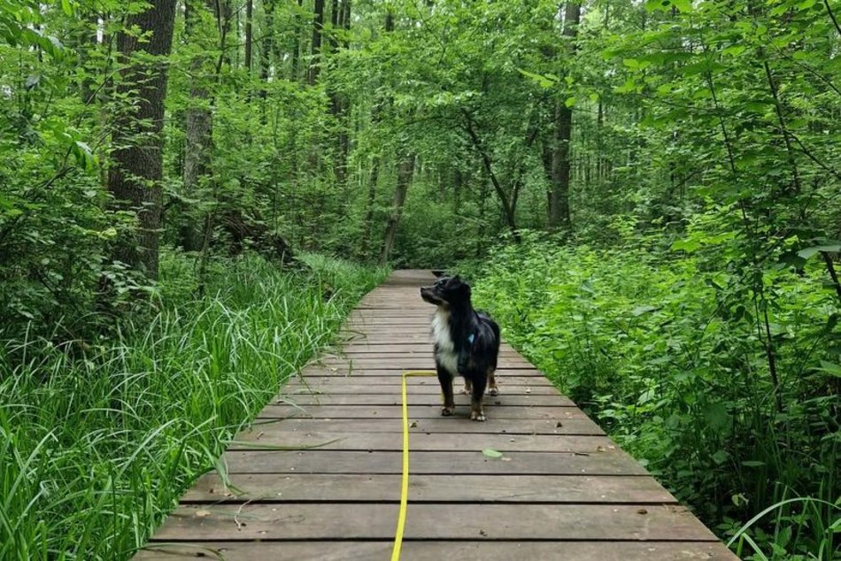 Łódź. To nie Mazury to Łódź. Gdzie znaleźć te wyjątkowe kładki?