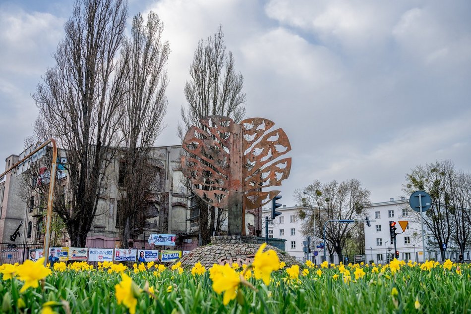 Żonkile na rondzie Solidarności
