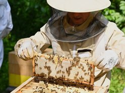 Synergia w Łodzi. Charytatywne miodobranie w pasiece łódzkiego Centrum Biznesowego