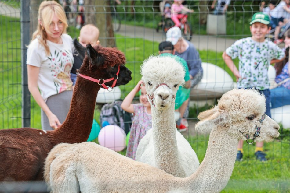 Łódź. Dzień Dziecka w parku na Młynku w Łodzi. Dmuchańce, alpaki i skutery wodne
