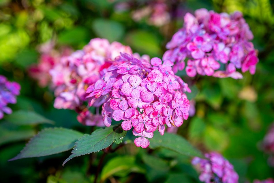 Łódź. Hortensje opanowały Ogród Botaniczny w Łodzi! To prawdziwa feeria barw