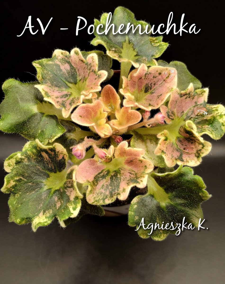 Łódź. Ponad 400 odmian fiołków afrykańskich. Niezwykła pasja Agnieszki Kunickiej-Kakietek