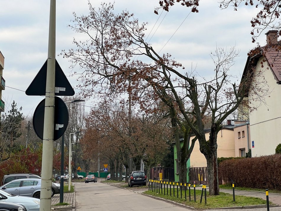 Ulica Socjalna. Drzewa zniszczone przez PGE