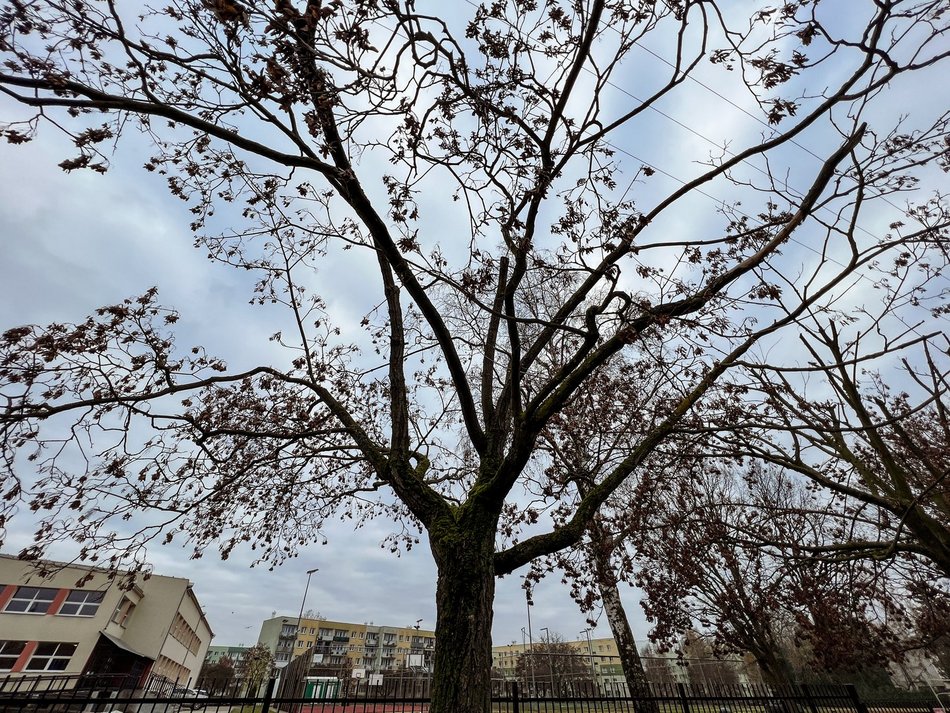 Ulica Socjalna. Drzewa zniszczone przez PGE