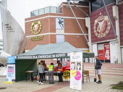 Widzew Łódź dla zwierzaków ze schroniska! Przyjdź na bezpłatne chipowanie i specjalny mecz