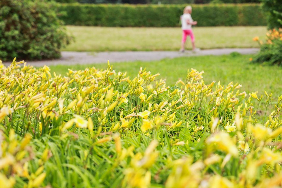 Łódź. Liliowce zachwycają w Ogrodzie Botanicznym w Łodzi. Widok zapierający dech!