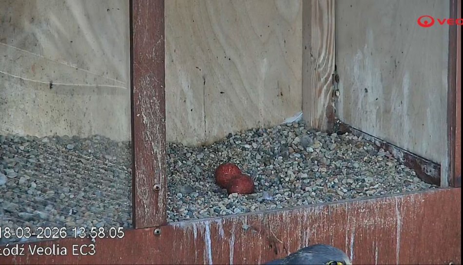 Hej, sokoły!! Para ptaków wędrownych złożyła jaja na kominie EC3! Zajrzyj im do gniazda!