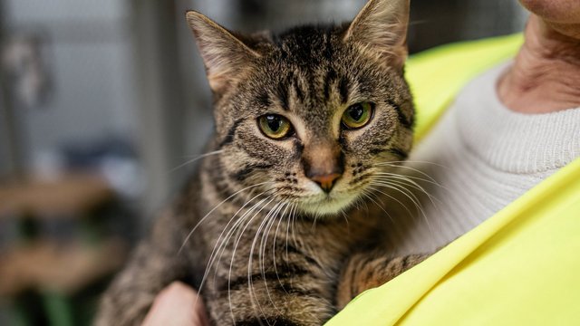 Sukces akcji adopcyjnej w schronisku w Łodzi! Aż 11 kotów znalazło nowy dom!